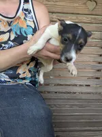 Huron , a male Jack Russell Terrier for sale in Reinholds, PA – 2 of 3