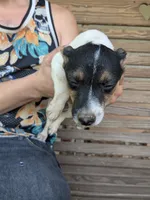 Huron , a male Jack Russell Terrier for sale in Reinholds, PA – 3 of 3