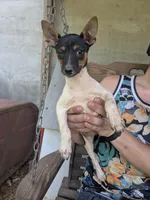 Superior , a male Jack Russell Terrier for sale in Reinholds, PA – 2 of 2