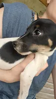 Ontario , a male Jack Russell Terrier for sale in Reinholds, PA – 2 of 3