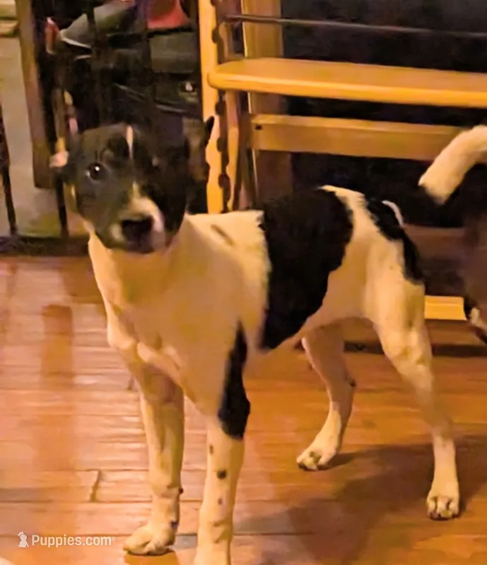 Huron  – Jack Russell Terrier puppy for sale in Reinholds, PA