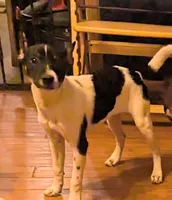 Huron , a male Jack Russell Terrier for sale in Reinholds, PA – 1 of 1
