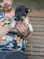 Ontario , a male Jack Russell Terrier for sale in Reinholds, PA – 3 of 3