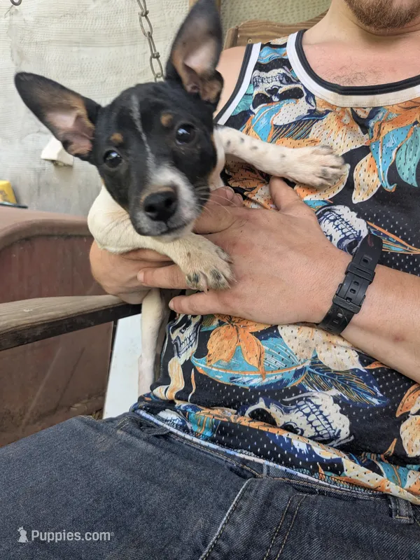 Erie – Jack Russell Terrier puppy for sale in Reinholds, PA