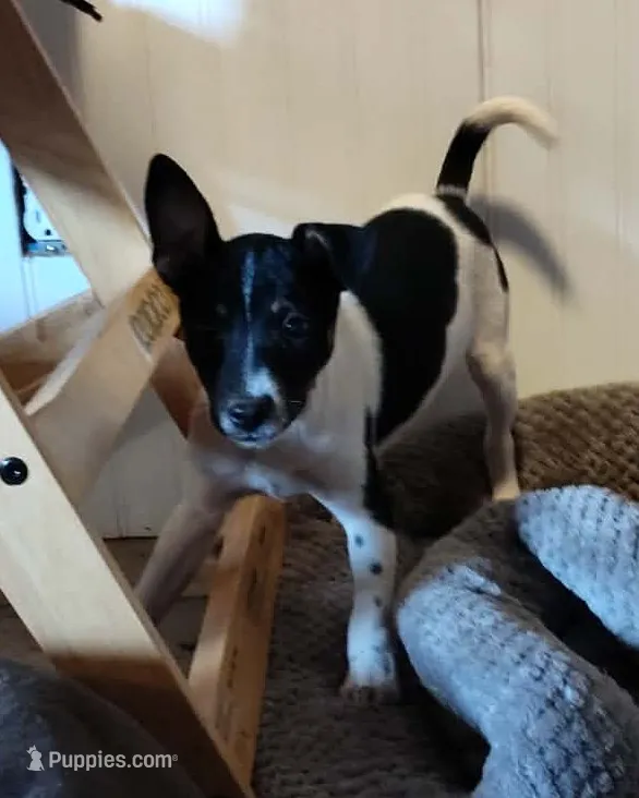 Huron  – Jack Russell Terrier puppy for sale in Reinholds, PA