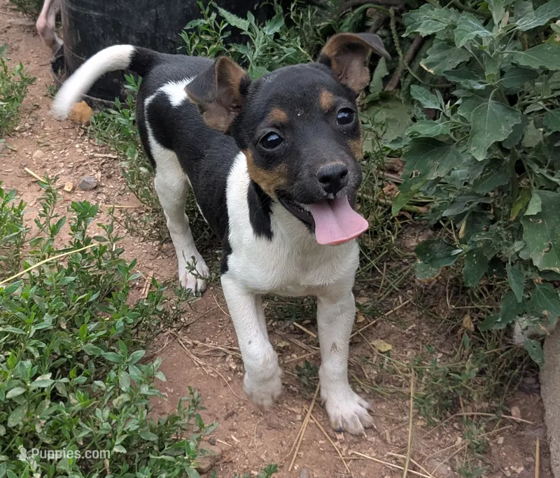 Michigan  – Jack Russell Terrier puppy for sale in Reinholds, PA