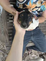 Superior , a male Jack Russell Terrier for sale in Reinholds, PA – 1 of 2