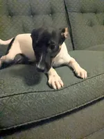 Ontario , a male Jack Russell Terrier for sale in Reinholds, PA – 2 of 3