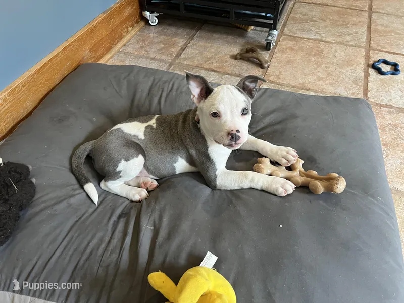 Penny – American Pit Bull Terrier puppy on hold in Floyds Knobs, IN