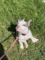 Penny, a female American Pit Bull Terrier for sale in Floyds Knobs, IN – Photo 9 of 9