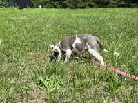 Penny, a female American Pit Bull Terrier for sale in Floyds Knobs, IN – Photo 8 of 9