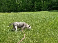 Penny, a female American Pit Bull Terrier for sale in Floyds Knobs, IN – Photo 5 of 9