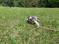 Penny, a female American Pit Bull Terrier for sale in Floyds Knobs, IN – Photo 7 of 9