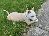 Valentina, a female American Pit Bull Terrier for sale in Floyds Knobs, IN – Photo 6 of 6