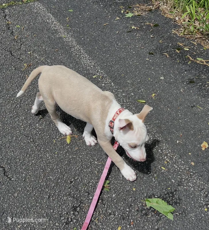 Valentina – American Pit Bull Terrier puppy for sale in Floyds Knobs, IN