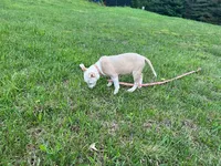Valentina, a female American Pit Bull Terrier for sale in Floyds Knobs, IN – Photo 4 of 6