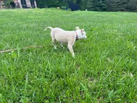 Valentina, a female American Pit Bull Terrier for sale in Floyds Knobs, IN – Photo 5 of 6