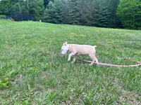 Valentina, a female American Pit Bull Terrier for sale in Floyds Knobs, IN – Photo 2 of 6