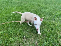 Valentina, a female American Pit Bull Terrier for sale in Floyds Knobs, IN – Photo 3 of 6