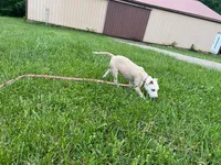 Valentina, a female American Pit Bull Terrier for sale in Floyds Knobs, IN – Photo 1 of 6