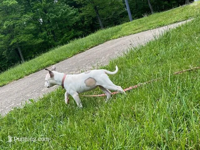 Rosie – American Pit Bull Terrier puppy for sale in Floyds Knobs, IN