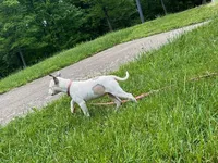 Rosie, a female American Pit Bull Terrier for sale in Floyds Knobs, IN – Photo 1 of 8