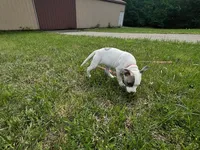 Rosie, a female American Pit Bull Terrier for sale in Floyds Knobs, IN – Photo 7 of 8