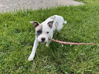Rosie, a female American Pit Bull Terrier for sale in Floyds Knobs, IN – Photo 5 of 8