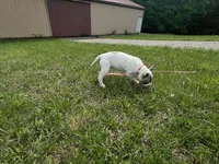 Rosie, a female American Pit Bull Terrier for sale in Floyds Knobs, IN – Photo 3 of 8