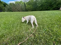 Rosie, a female American Pit Bull Terrier for sale in Floyds Knobs, IN – Photo 6 of 8