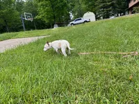 Rosie, a female American Pit Bull Terrier for sale in Floyds Knobs, IN – Photo 2 of 8