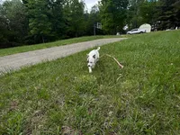 Rosie, a female American Pit Bull Terrier for sale in Floyds Knobs, IN – Photo 8 of 8