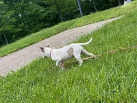 Rosie, a female American Pit Bull Terrier for sale in Floyds Knobs, IN – Photo 4 of 8