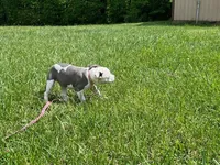 Penny, a female American Pit Bull Terrier for sale in Floyds Knobs, IN – Photo 6 of 8