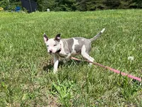 Penny, a female American Pit Bull Terrier for sale in Floyds Knobs, IN – Photo 2 of 8