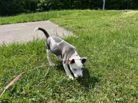 Penny, a female American Pit Bull Terrier for sale in Floyds Knobs, IN – Photo 5 of 8