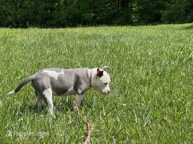 Penny – American Pit Bull Terrier puppy for sale in Floyds Knobs, IN