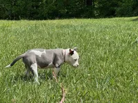 Penny, a female American Pit Bull Terrier for sale in Floyds Knobs, IN – Photo 1 of 8