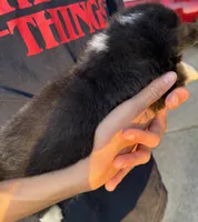 Major, a male Pembroke Welsh Corgi for sale in Rainsville, AL – Photo 2 of 2