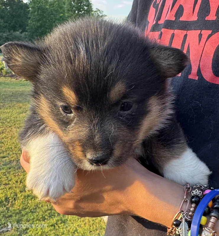 Major, a male Pembroke Welsh Corgi for sale in Rainsville, AL – Photo 1 of 2