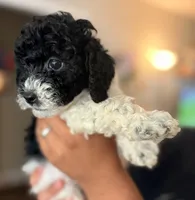 Poppy , a male Cavapoo for sale in Rainsville, AL – 3 of 5
