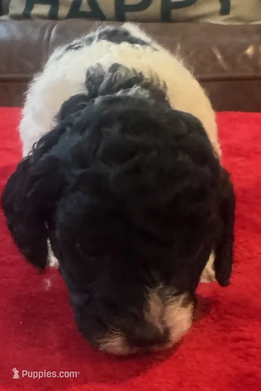 Poppy – Cavapoo puppy for sale in Rainsville, AL