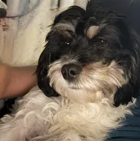 Poppy, a female Cavapoo for sale in Rainsville, AL – 5 of 7