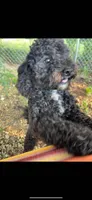 Sunny, a male Cavapoo for sale in Rainsville, AL – 7 of 7