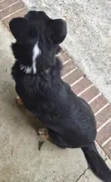 Buddy, a male Pembroke Welsh Corgi and Miniature Australian Shepherd for sale in Rainsville, AL – 4 of 6