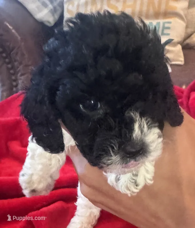 Poppy – Cavapoo puppy for sale in Rainsville, AL