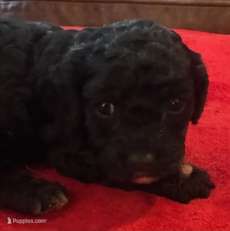 Raven – Cavapoo puppy for sale in Rainsville, AL