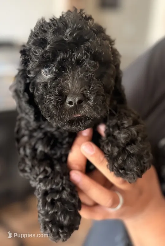 Jett – Cavapoo puppy for sale in Rainsville, AL