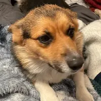 Charlee, a female Pembroke Welsh Corgi for sale in Rainsville, AL – Photo 2 of 5