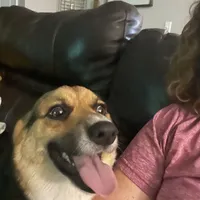 Charlee, a female Pembroke Welsh Corgi for sale in Rainsville, AL – Photo 5 of 5